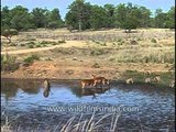 Tiger's prey Barasingha and Chital roam freely in Kanha