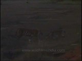 Night shot of the tigers of Kanha National Park!