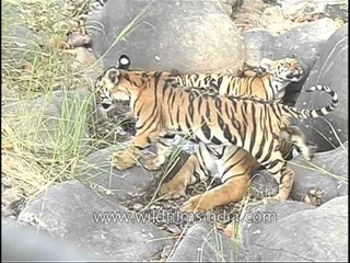 The summer makes them sleepy, Tigers in Kanha!