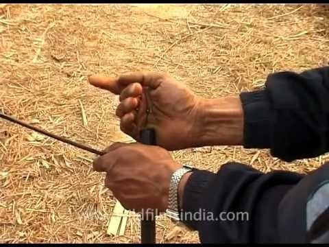 Poachers filling muzzle-loader guns with gun powder, for poaching!