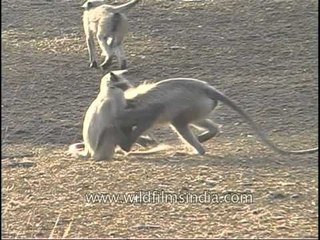 Langur sibling rivalry in Kanha Park!