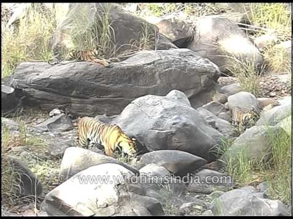 Tigers on the rocks at Kanha Park!