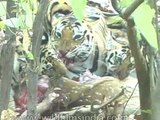 Tigress with four cubs at kill - a rare sight!