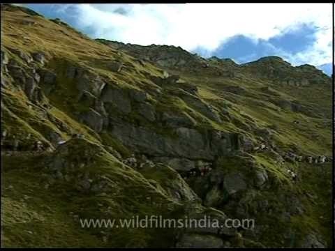 Into the clouds: trek during the Nanda Devi Raj Jat Yatra