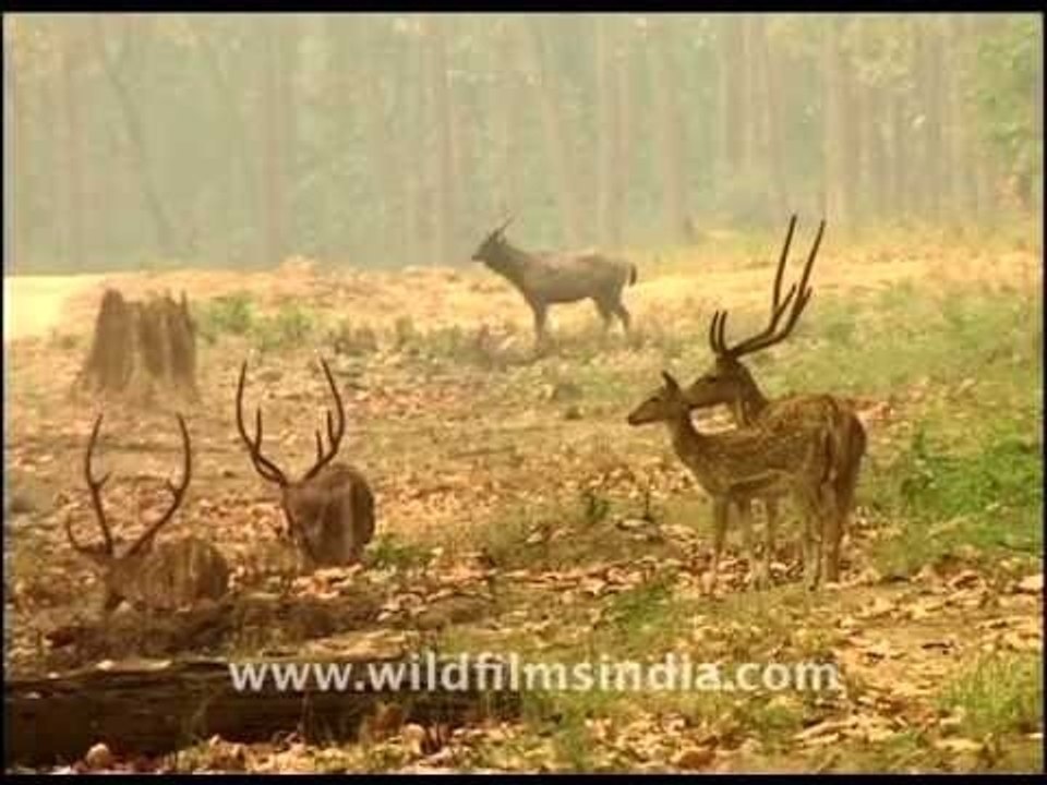 Chital or Axis deer at forest edge