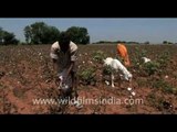 Cotton fields in Udaipur!