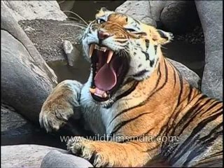 One yawn after another - Kanha tiger feeling sleepy!