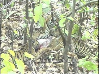 Tiger family feasting in Kanha...