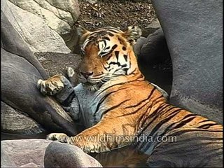 sleepy-head tiger nods off while lazing in a summer pool in Kanha...
