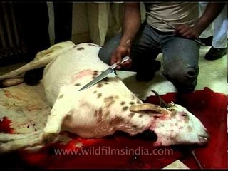 Goat splutters after death : post-mortem nerve reflex action