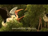 Painted storks spread wings!
