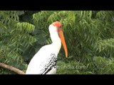 Beak love of the Painted Storks, Bhavnagar!!