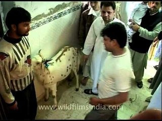 Moments before goat sacrifice on Eid