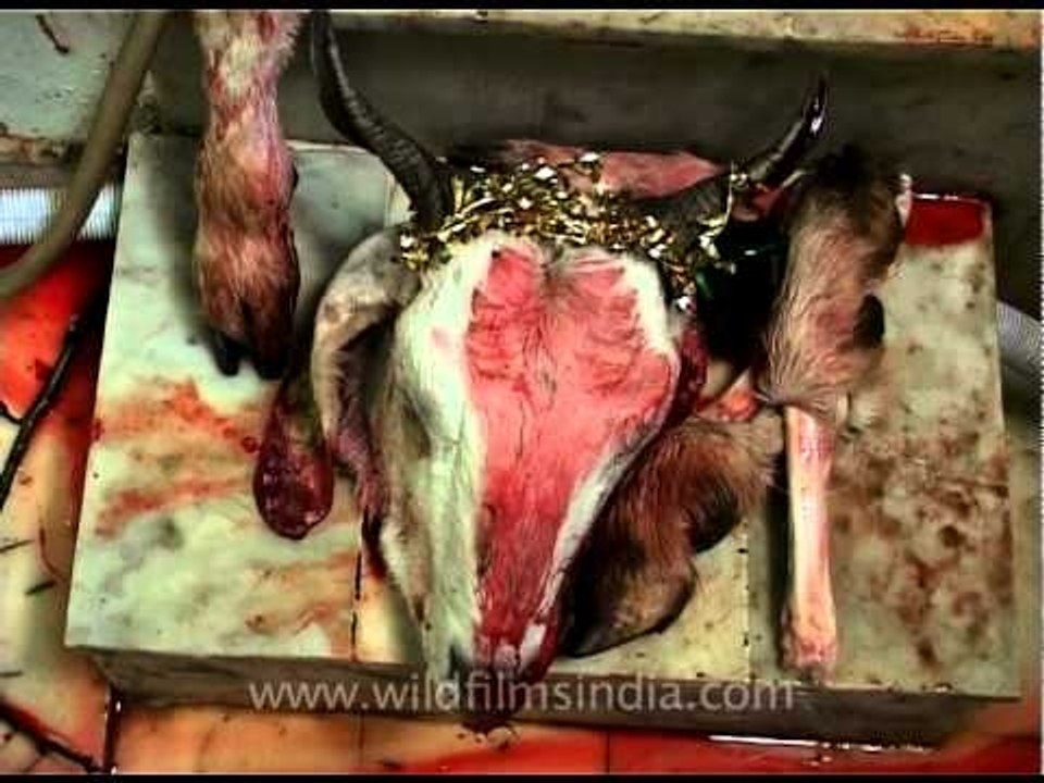 Sacrificed Goat's head on Eid
