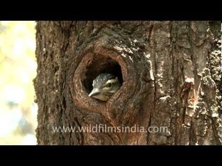 Young chick peering out of nest hole!