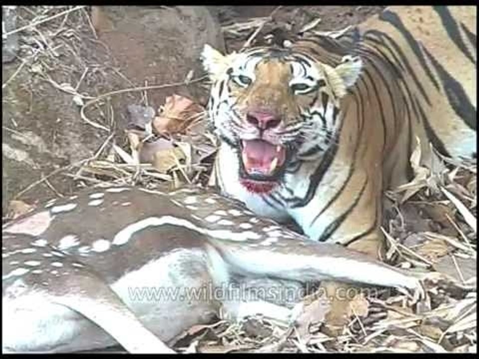 Tiger smiles in between bites of deer meat!