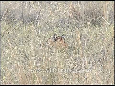 Tiger in Kanha National Park, Madhya Pradesh