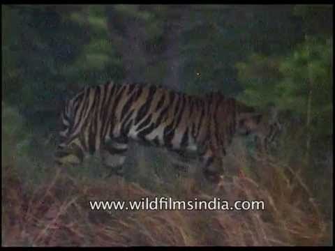 Two tigress resting under a tree, Kanha Park!