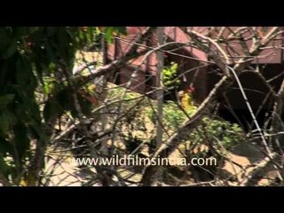Hanging by a moment; on a tree in Reiek, Mizoram