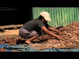 Turmeric production in Reiek, Mizoram