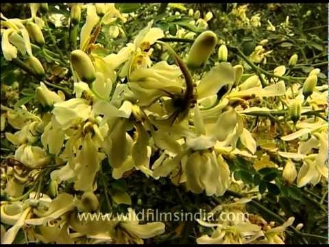 Bees over Bauhinia variegata or Indian Kachnar tree!