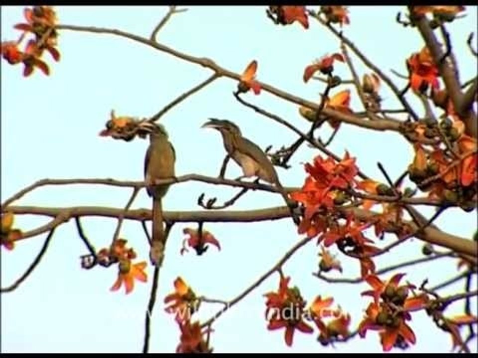Pair of hornbills on a Silk Cotton tree! - video Dailymotion