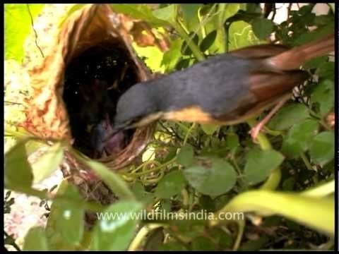 Mommy Ashy Wren Warbler feeding her babies!