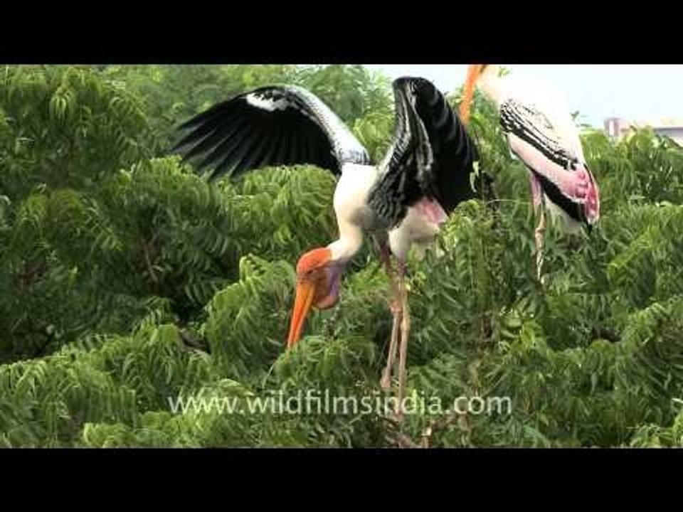 Painted Stork- A unique bird