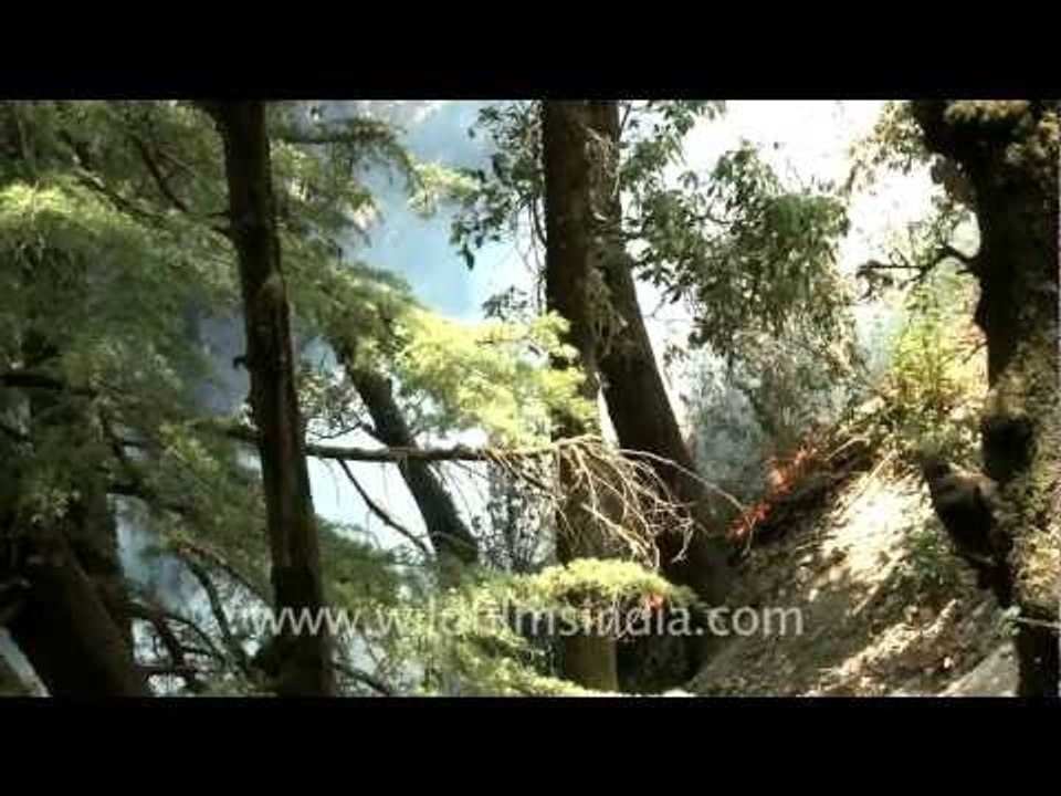 Forest fire in Landour!