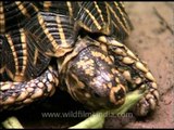 Indian tortoise eating beans and loving it!
