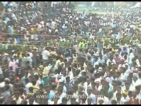 Run Ranga Run!!!! this angry Bull is chasing us..!!