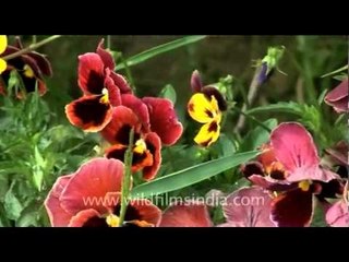 Variety of flowers from Bhutan