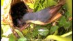 Birds feeding babies : Ashy Wren Warbler at nest!