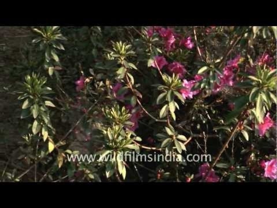 Azaleas...