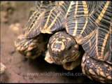 Indian tortoise eating green beans