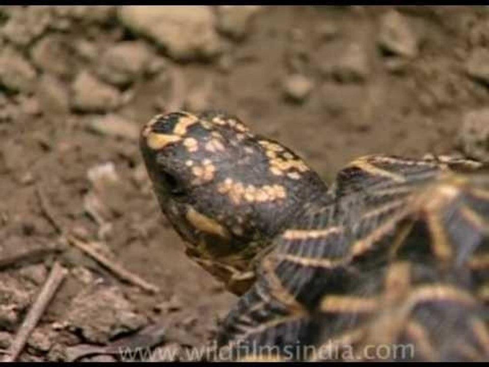This is how fast a tortoise can walk - Indian star tortoise!