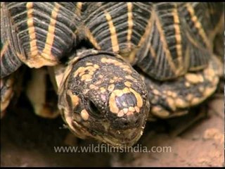 Star tortoise chewing, Delhi
