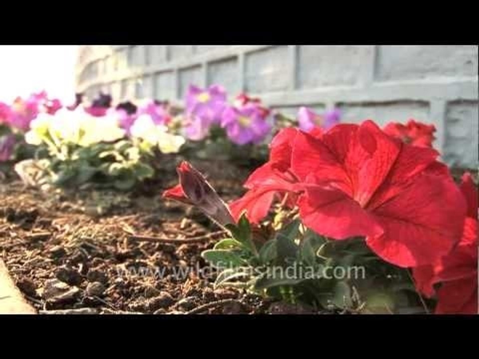 Petunias in Kohima