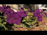 Petunia flowers in north-east India