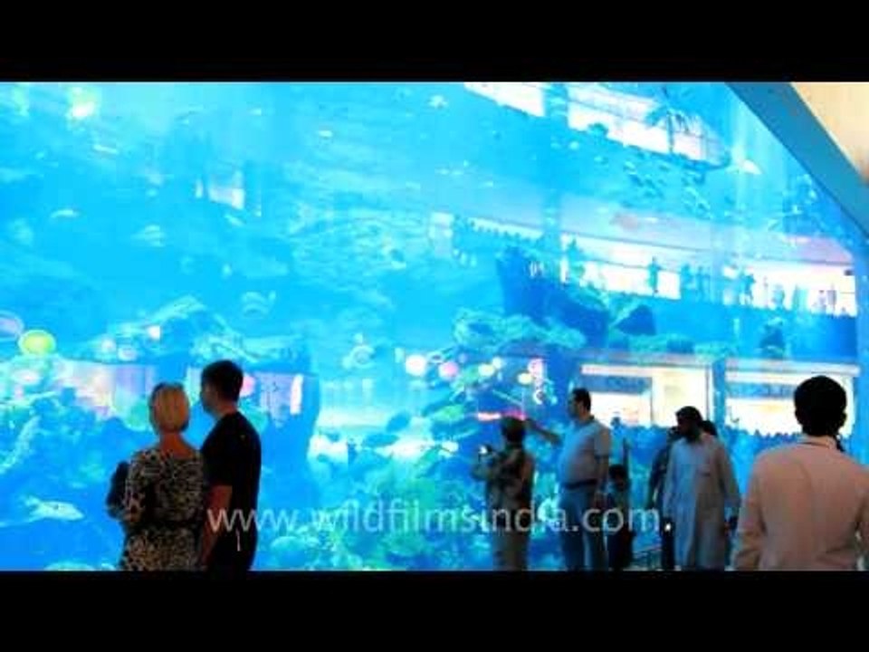 Dubai Aquarium and underwater zoo at Dubai Mall