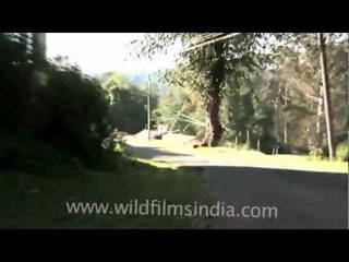 Driving the hilly roads of Kodaikanal