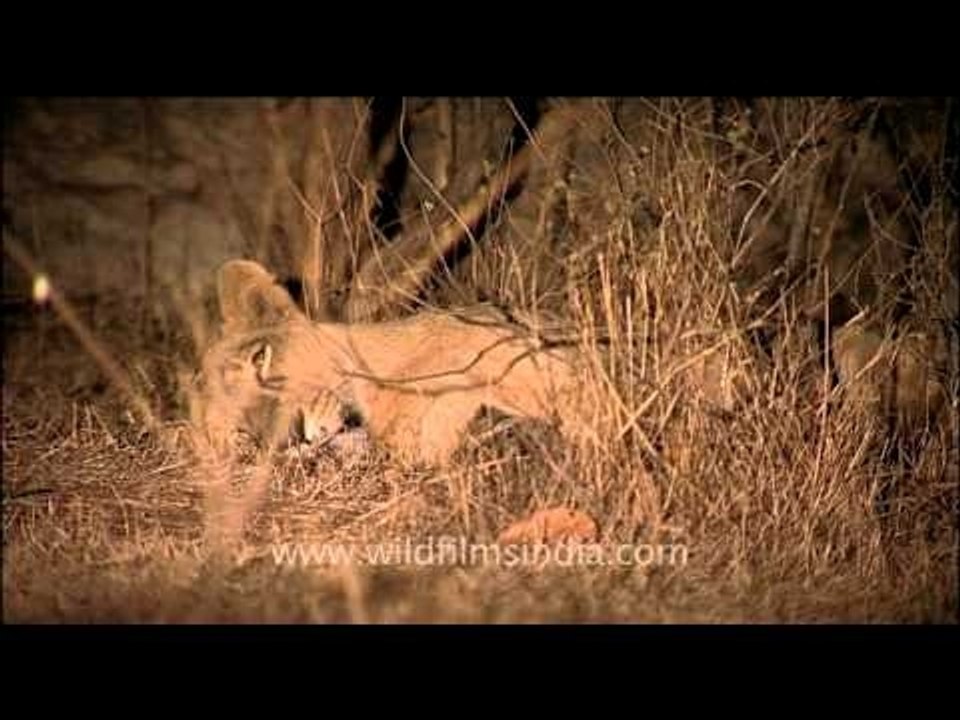 Sleeping lion, Gir forest
