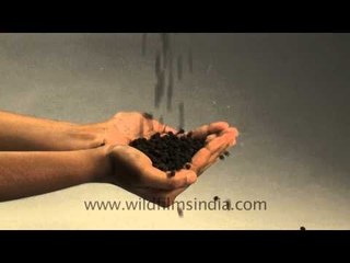 Black pepper in hands