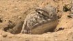 Spiny-tailed lizard in Desert National Park