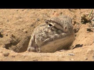 Spiny-tailed lizard in Desert National Park