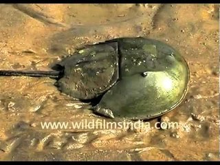 Horse-shoe crab, tigers and more!