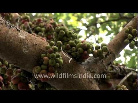 A fig tree and whiteweeds in Reiek, Mizoram