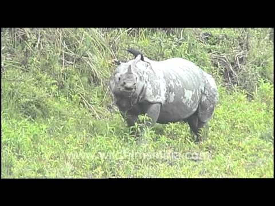 The Rhino trilogy!
