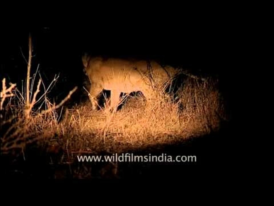 Sleeping lion startled by night light camera, Gir