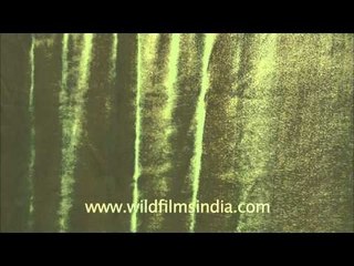 Silk chiffon sarees